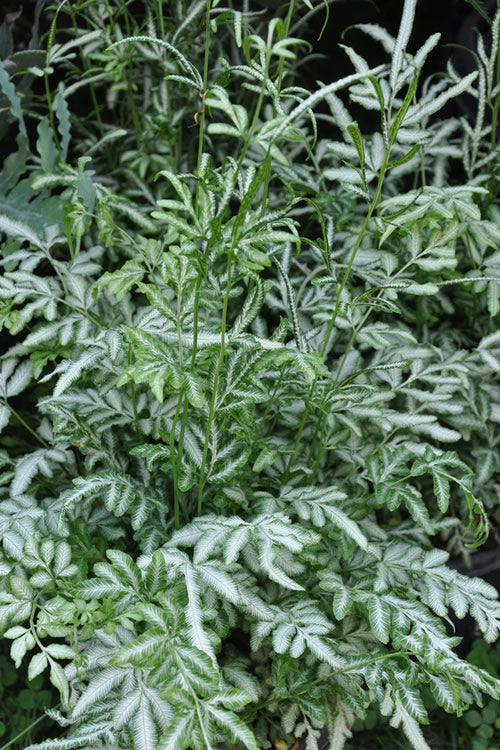  Silver Lace Fern - 5 Pack Of Quart Pots