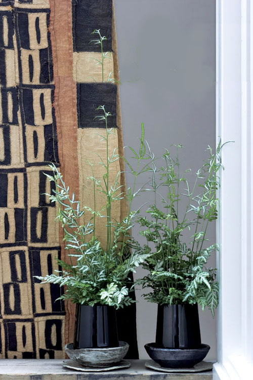  Silver Lace Fern - 5 Pack Of Quart Pots