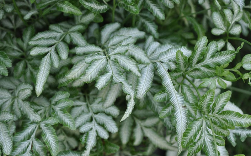  Silver Lace Fern - 5 Pack Of Quart Pots