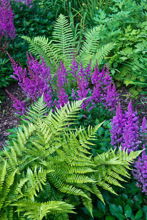 Southern Shield Fern (Dryopteris Ludoviciana) - 6 Pack Of 1 Gallon Pots