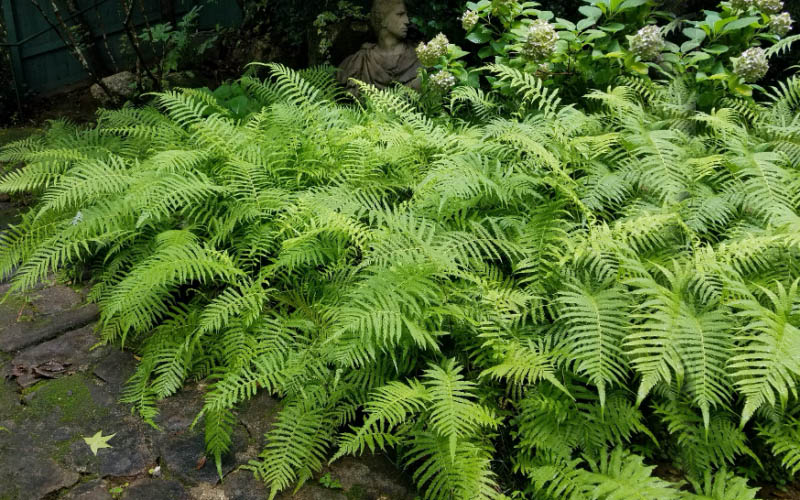  Southern Shield Fern (Dryopteris Ludoviciana) - 6 Pack Of 1 Gallon Pots