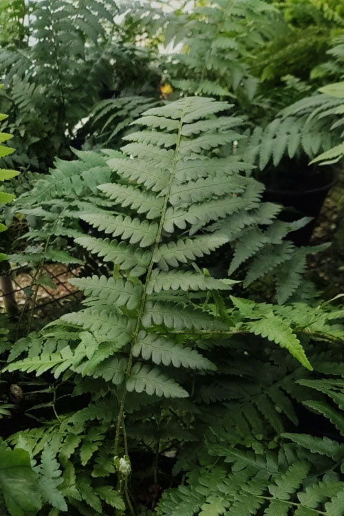  Southern Shield Fern (Dryopteris Ludoviciana) - 6 Pack Of 1 Gallon Pots