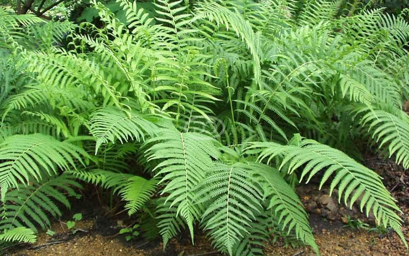  Southern Wood Fern (Thelypteris Kunthii) - 5 Pack Of Quart Pots
