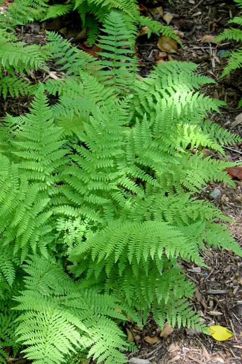  Southern Wood Fern (Thelypteris Kunthii) - 1 Gallon Pot