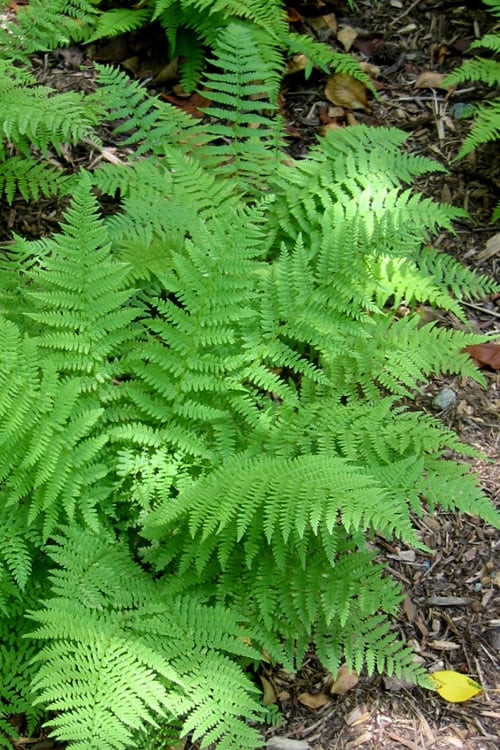  Male Fern (Dryopteris Felix-mas) - 1 Gallon Pot