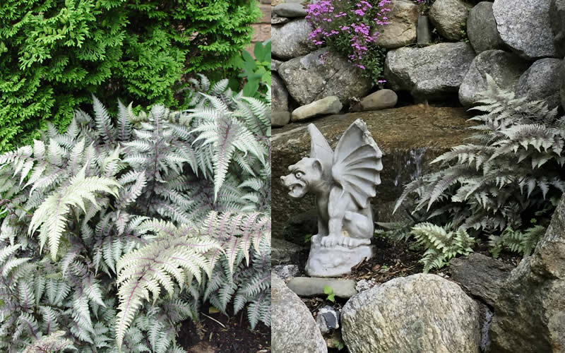  Japanese Painted Fern - 6 Pack Of 1 Gallon Pots