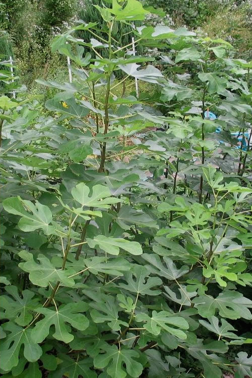  Violette De Bordeaux Fig Tree - 3 Gallon Pot