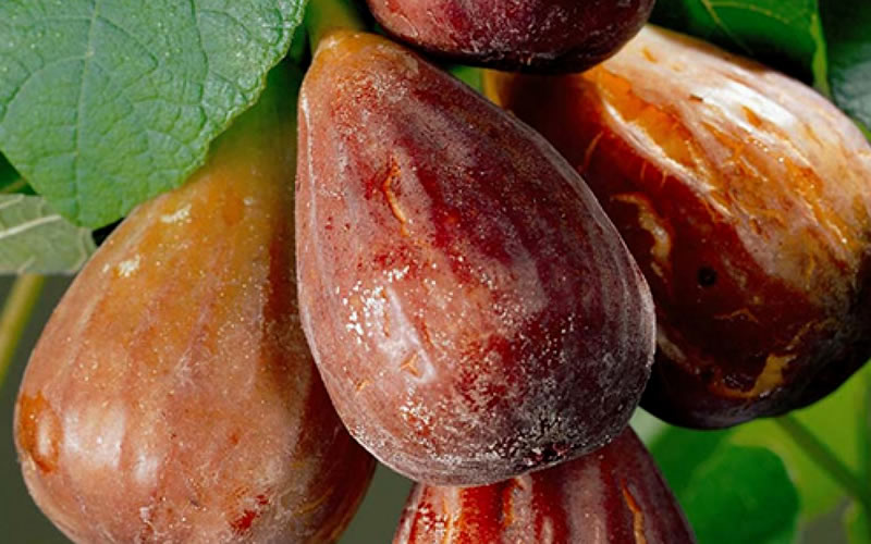  Brown Turkey Fig Tree - 6 Pack Of 1 Gallon Pots