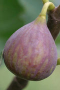  Celeste Fig Tree- 5 Gallon Pot