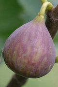  Celeste Fig Tree - 1 Gallon Pot