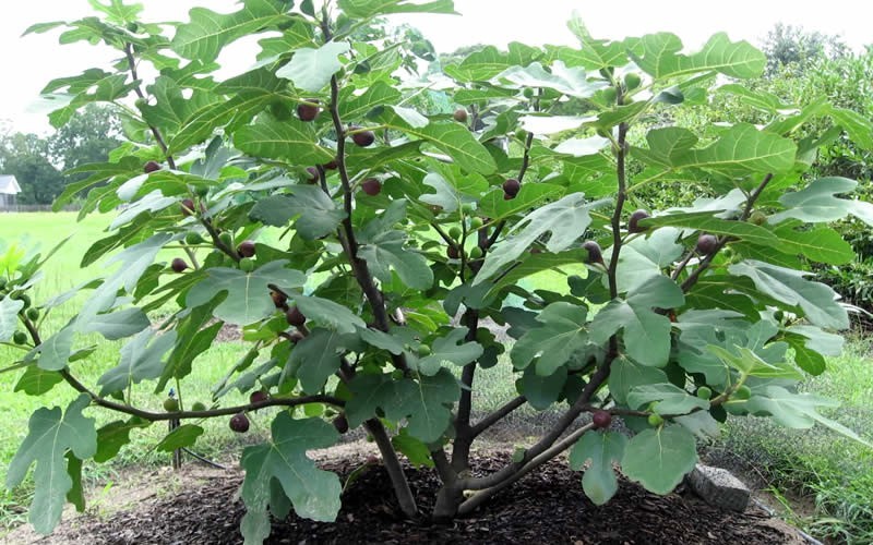  Chicago Cold Hardy Fig Tree - 3 Gallon Pot (SALE)