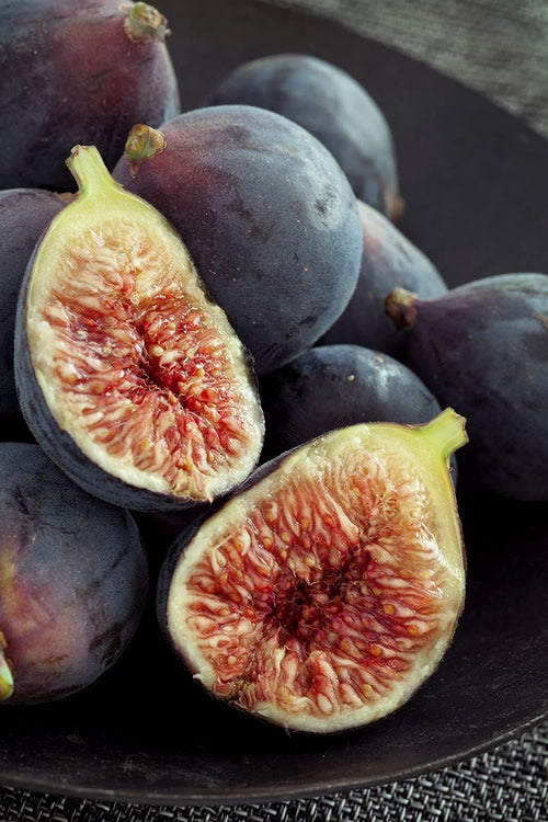  Chicago Cold Hardy Fig Tree - 3 Gallon Pot (SALE)