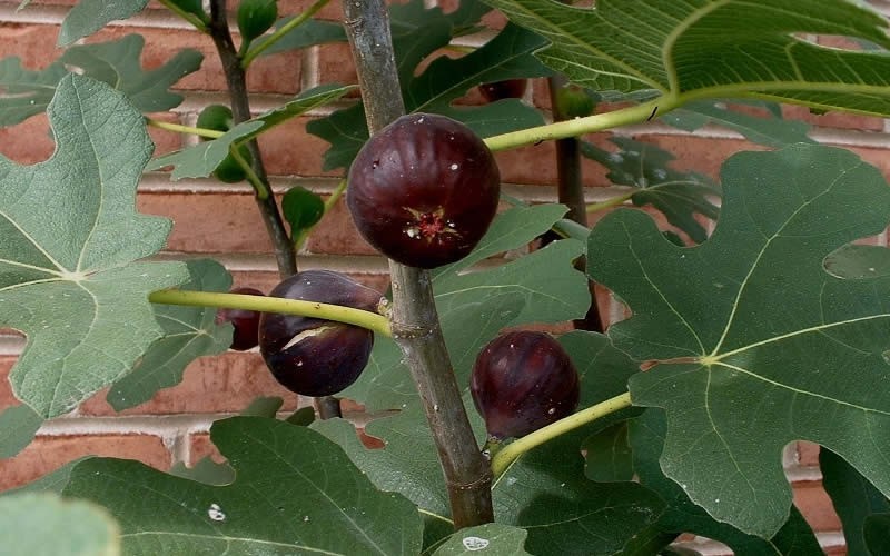  Chicago Cold Hardy Fig Tree - 7 Gallon Pot