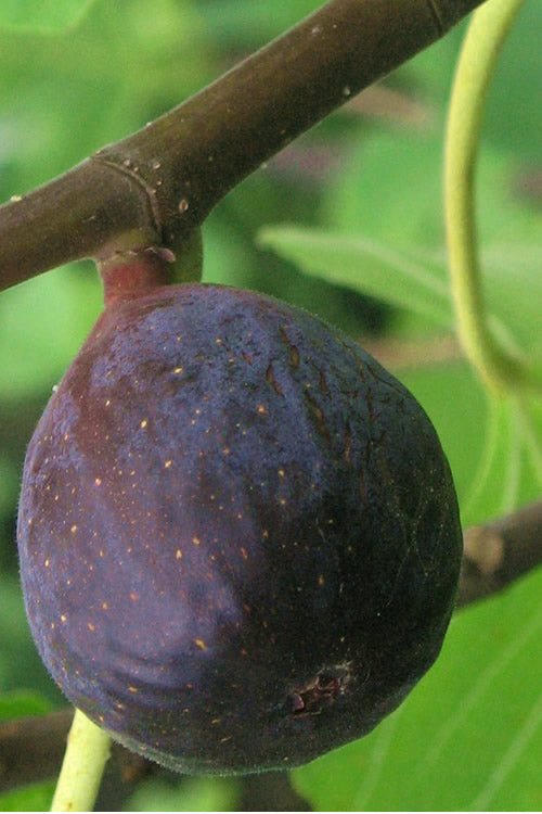  LSU Purple Fig Tree - 1 Gallon Pot