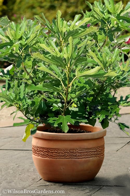  Little Ruby Dwarf Fig Tree - 3 Gallon Pot