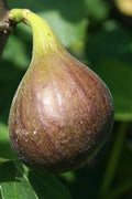  Magnolia Fig Tree - 1 Gallon Pot