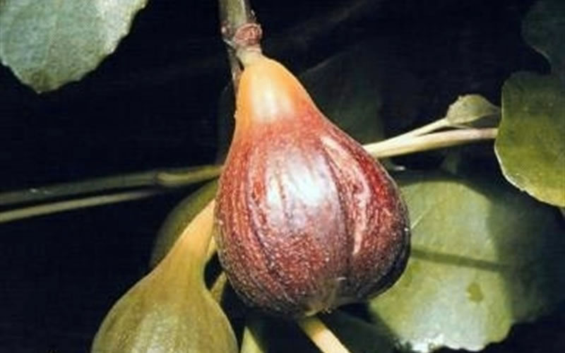  Magnolia Fig Tree - 1 Gallon Pot