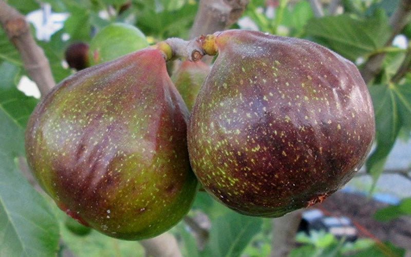  Olympian Cold Hardy Fig Tree- 3 Gallon Pot
