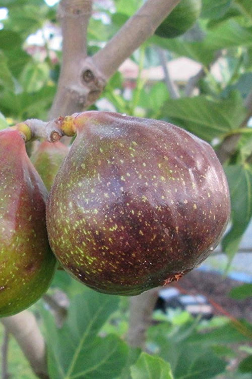  Olympian Cold Hardy Fig Tree- 3 Gallon Pot