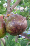 Olympian Cold Hardy Fig Tree- 3 Gallon Pot