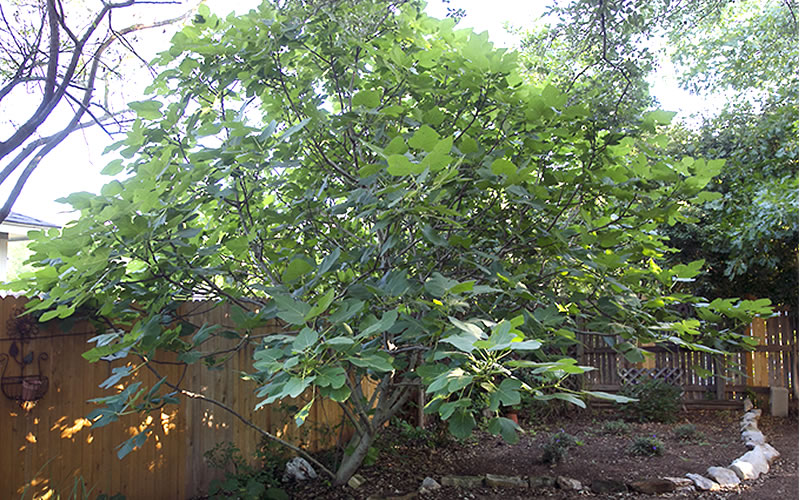  Texas Everbearing Fig Tree - 3 Gallon Pot