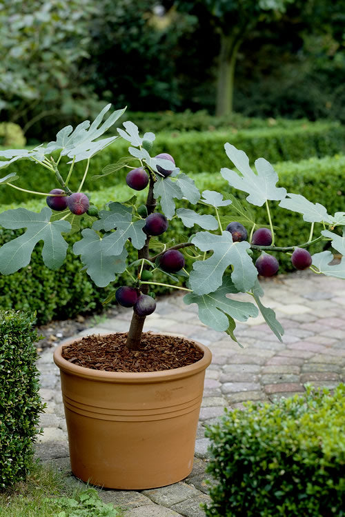  Texas Everbearing Fig Tree - 3 Gallon Pot