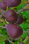  Texas Everbearing Fig Tree - 3 Gallon Pot