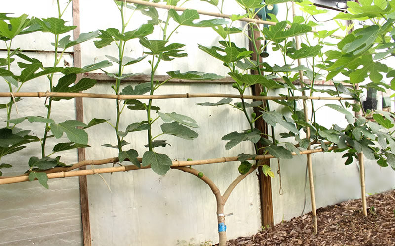  Texas Everbearing Fig Tree - 6 Pack Of 1 Gallon Pots