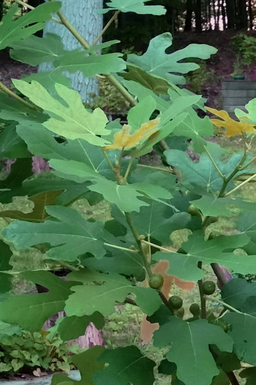  Texas Everbearing Fig Tree - 3 Gallon Pot