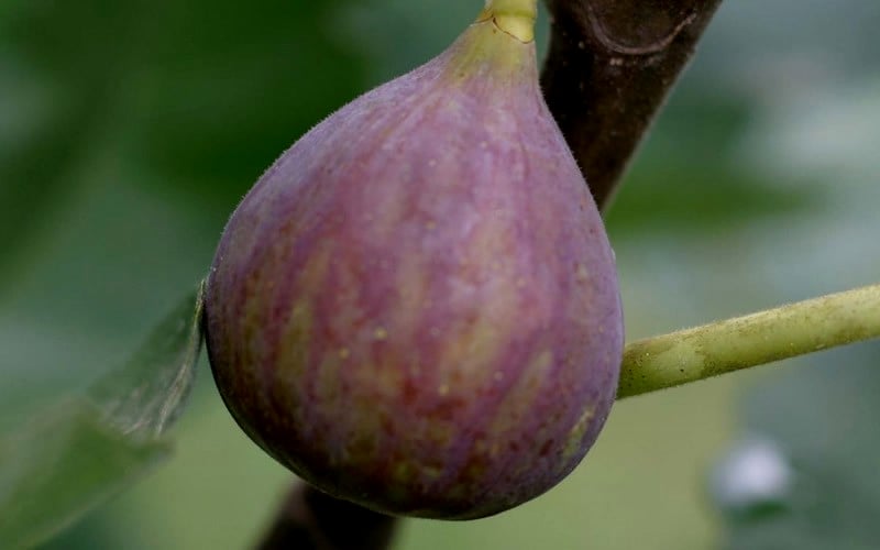  Celeste Fig Tree - 3 Gallon Pot
