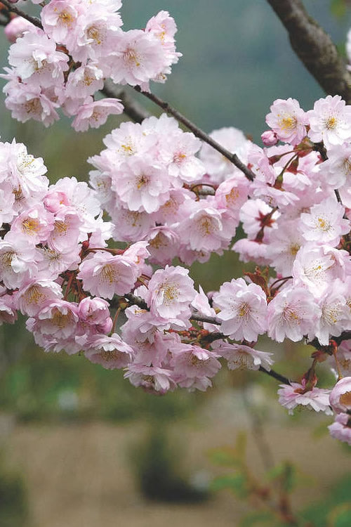  Autumnalis Fall Blooming Cherry Tree - 5 Gallon Pot