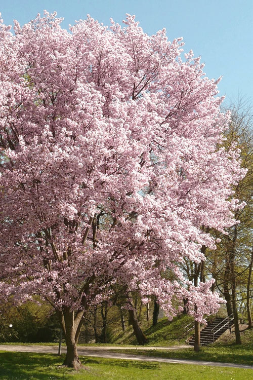  Autumnalis Fall Blooming Cherry Tree - 5 Gallon Pot