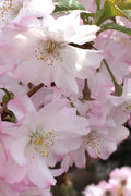  Autumnalis Fall Blooming Cherry Tree - 5 Gallon Pot