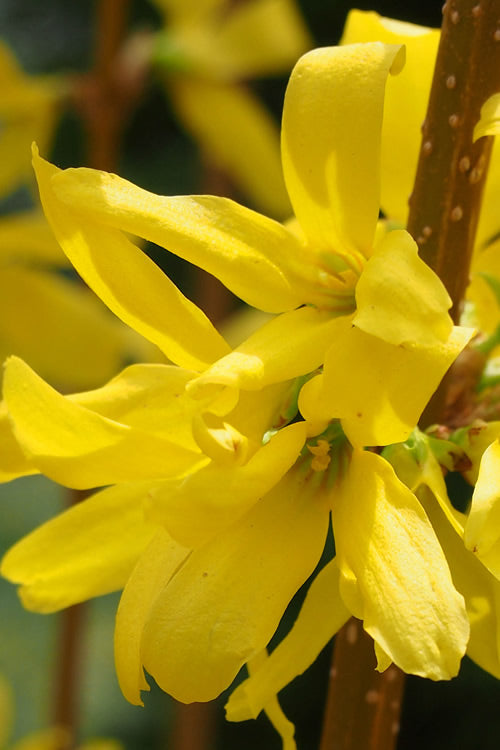  Believe It Or Not Forsythia - 2 Gallon Pot