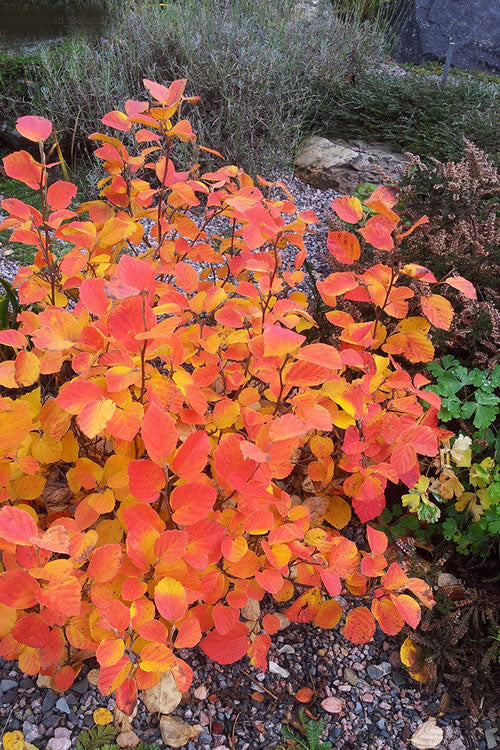  Blue Mist Fothergilla - 3 Gallon Pot