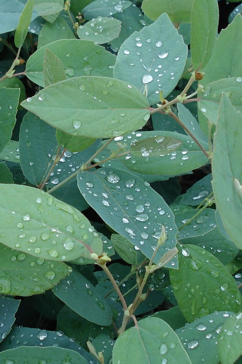  Blue Mist Fothergilla - 3 Gallon Pot
