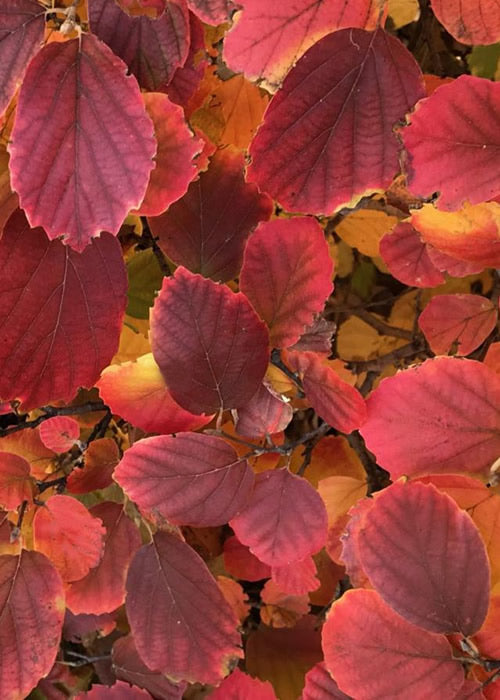  Blue Shadow Fothergilla - 3 Gallon Pot