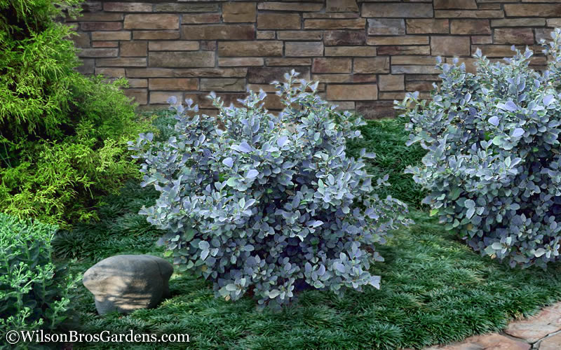  Blue Shadow Fothergilla - 3 Gallon Pot