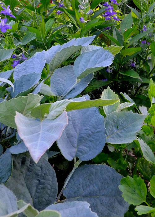  Blue Shadow Fothergilla - 3 Gallon Pot