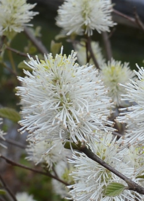  Blue Shadow Fothergilla - 3 Gallon Pot