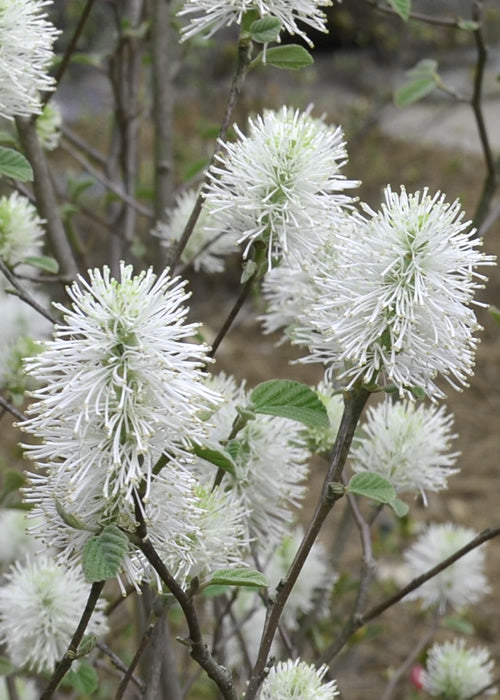  Blue Shadow Fothergilla - 3 Gallon Pot