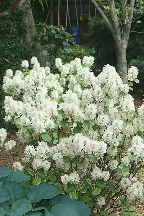  Mount Airy Fothergilla - 1 Gallon Pot