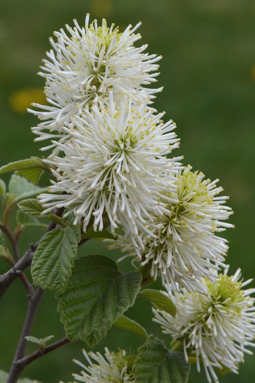  Mount Airy Fothergilla - 1 Gallon Pot