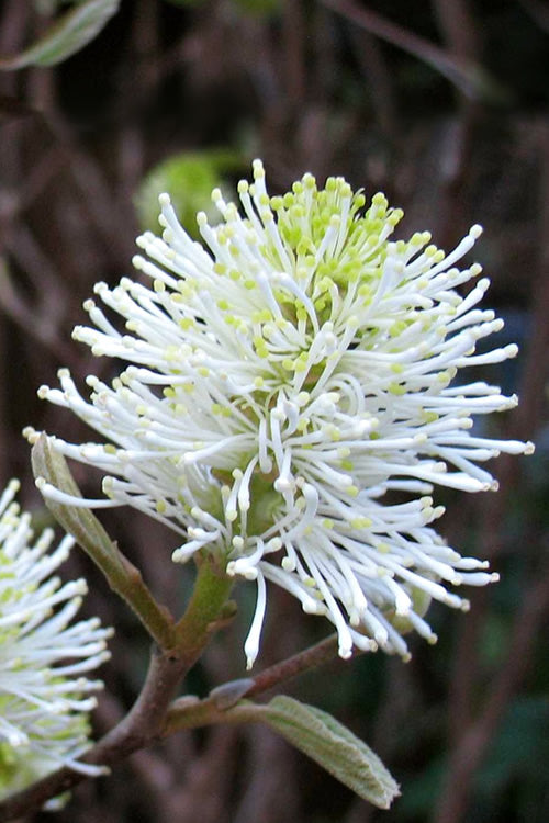  Mount Airy Fothergilla - 1 Gallon Pot