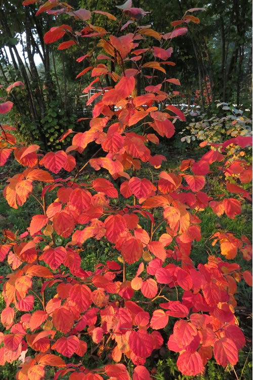  Mount Airy Fothergilla - 1 Gallon Pot