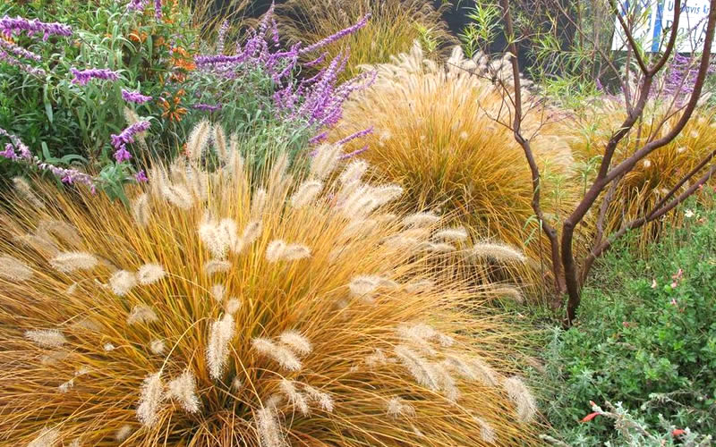  Piglet Dwarf Hardy Fountain Grass (Pennisetum) - 1 Gallon Pot