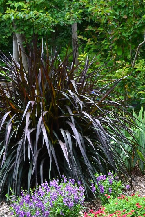  Princess Caroline Purple Fountain Grass (Pennisetum) - 1 Gallon Pot