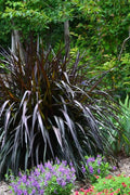  Princess Caroline Purple Fountain Grass (Pennisetum) - 2 Gallon Pot