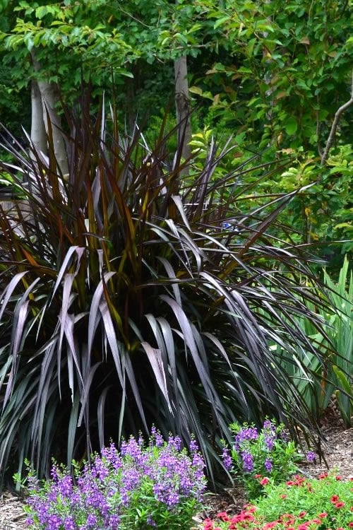  Princess Caroline Purple Fountain Grass (Pennisetum) - 1 Gallon Pot