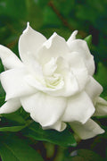  August Beauty Gardenia - 2.5 Quart Pot